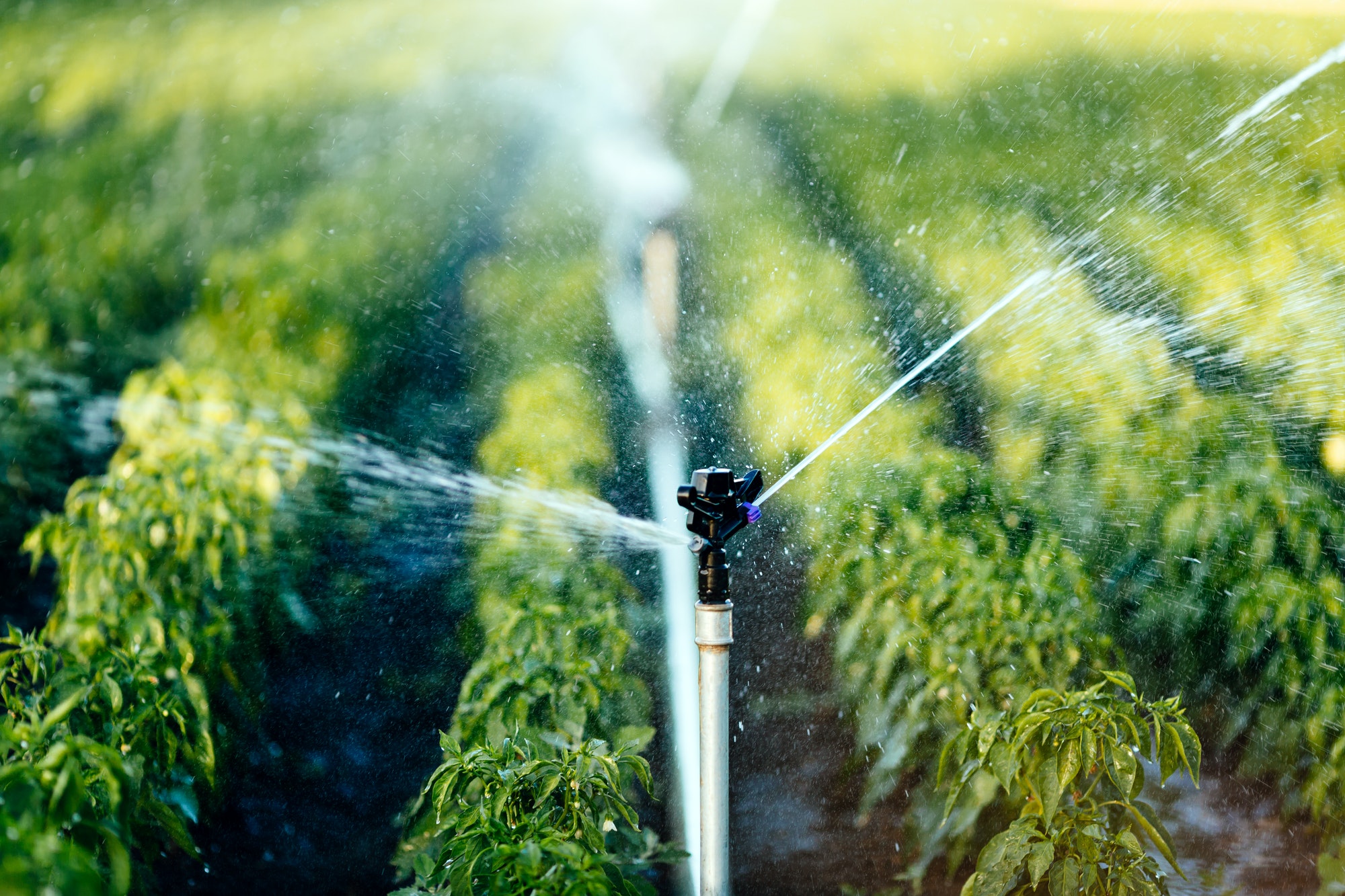 Irrigation system in function